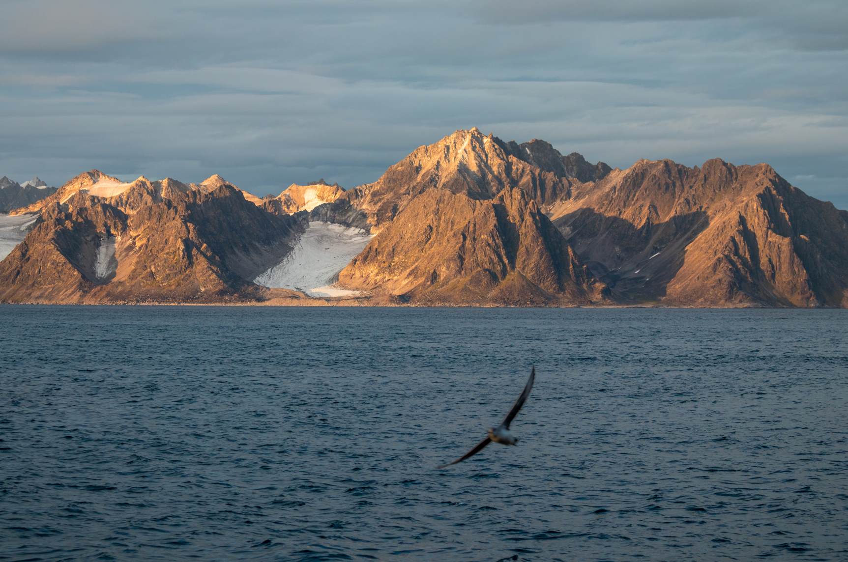 Autumn evening in Isfjorden, animals, Svalbard