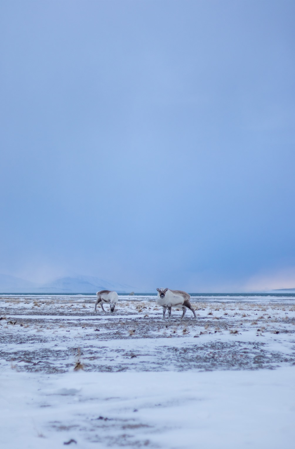 Svalbard reindeers