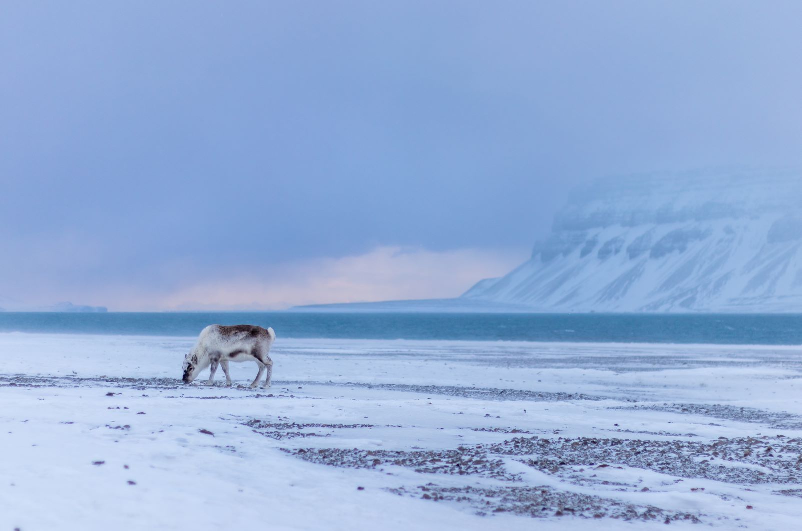 Svalbard reindeer in Tempelfjorden