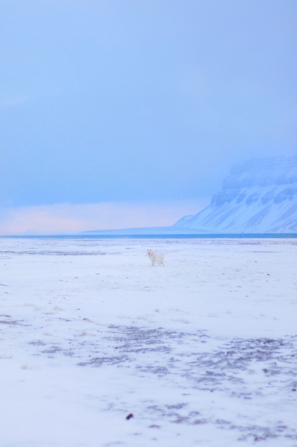 Polar dog on Svalbard